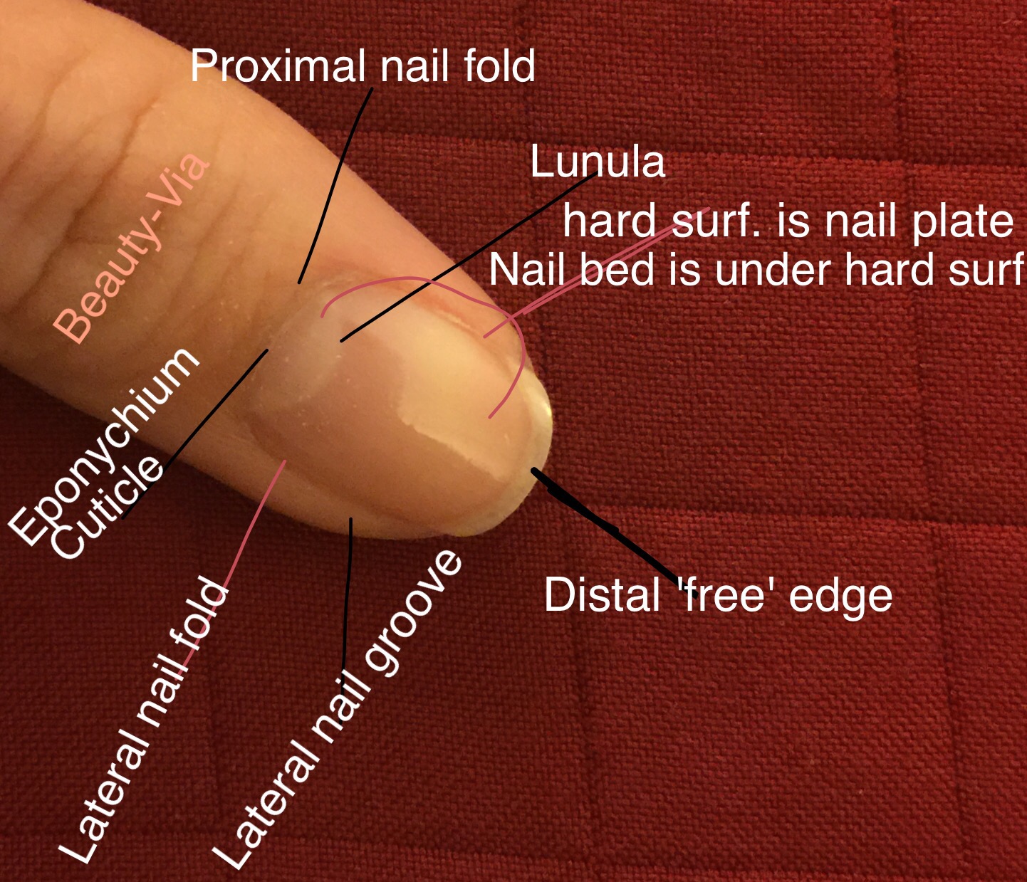 What is the free edge of the nail?